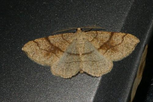 Réf. 258 173 : Adactylotis contaminaria